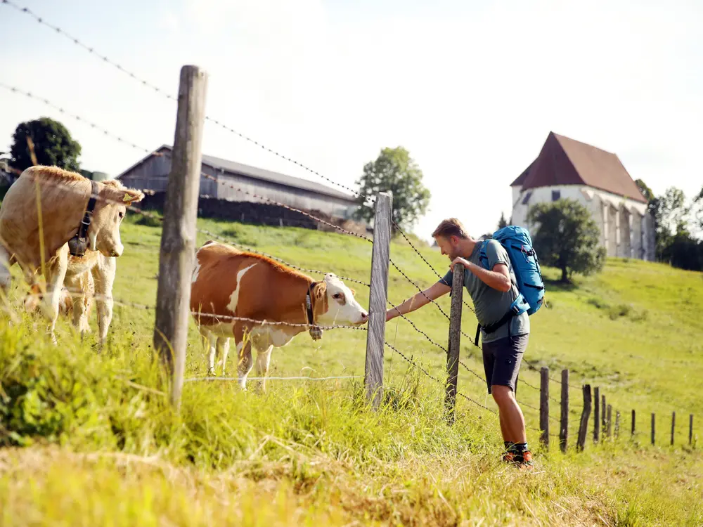 Kuhweiden bei der Andreaskirche in Kirchberg an der Pielach