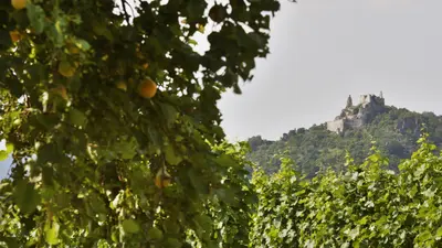 Marillenbäume & Ruine Dürnstein