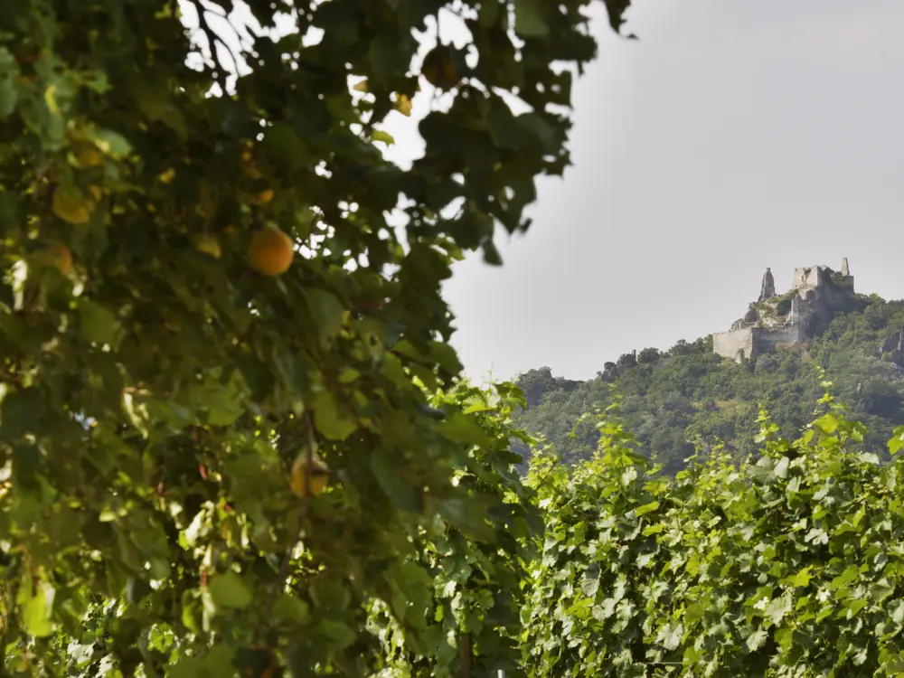 Marillenbäume & Ruine Dürnstein