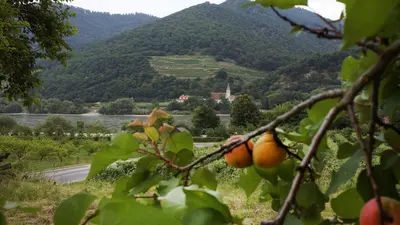 Saftige Marillen in Schwallenbach mit der Kirche von St. Johann im Hintergrund