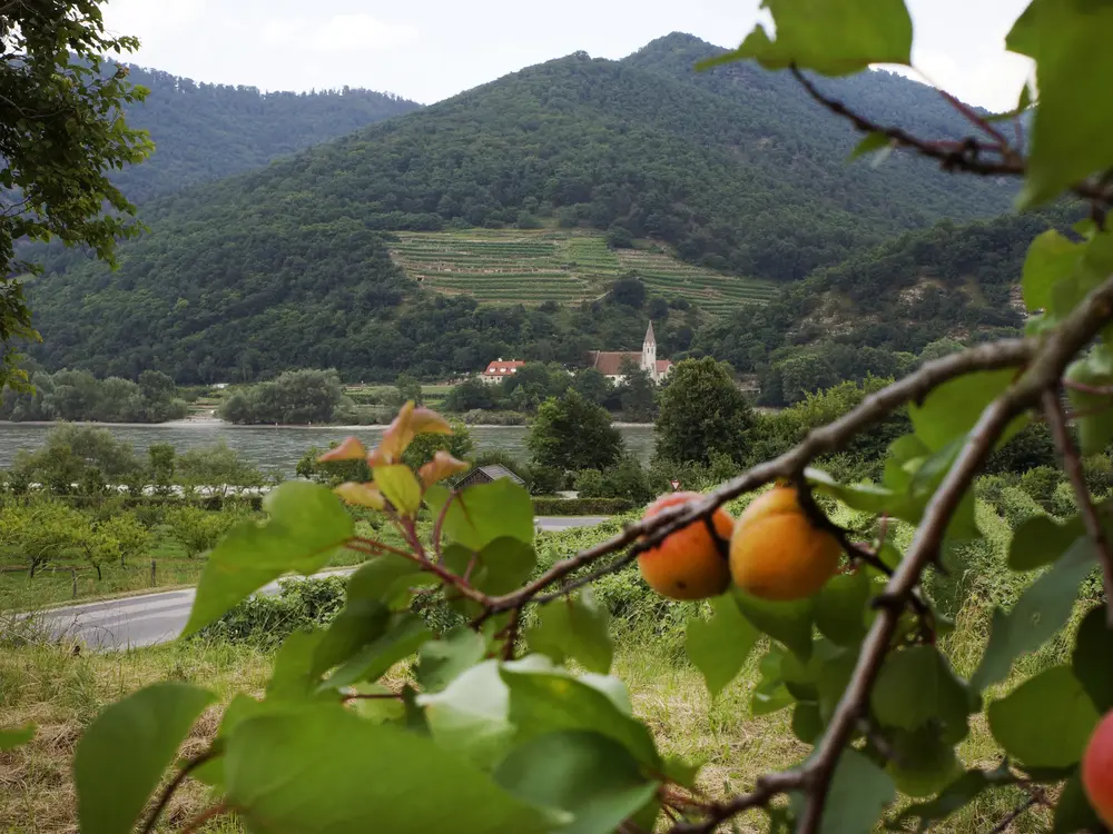 Saftige Marillen in Schwallenbach mit der Kirche von St. Johann im Hintergrund