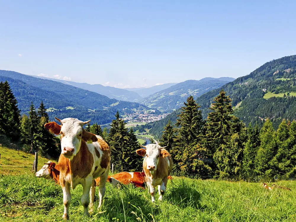 Kühe im Murtal