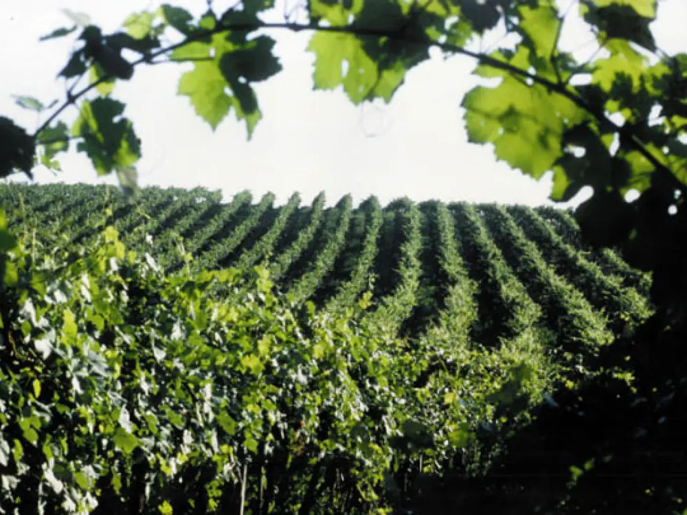 Blick in einen Weingarten