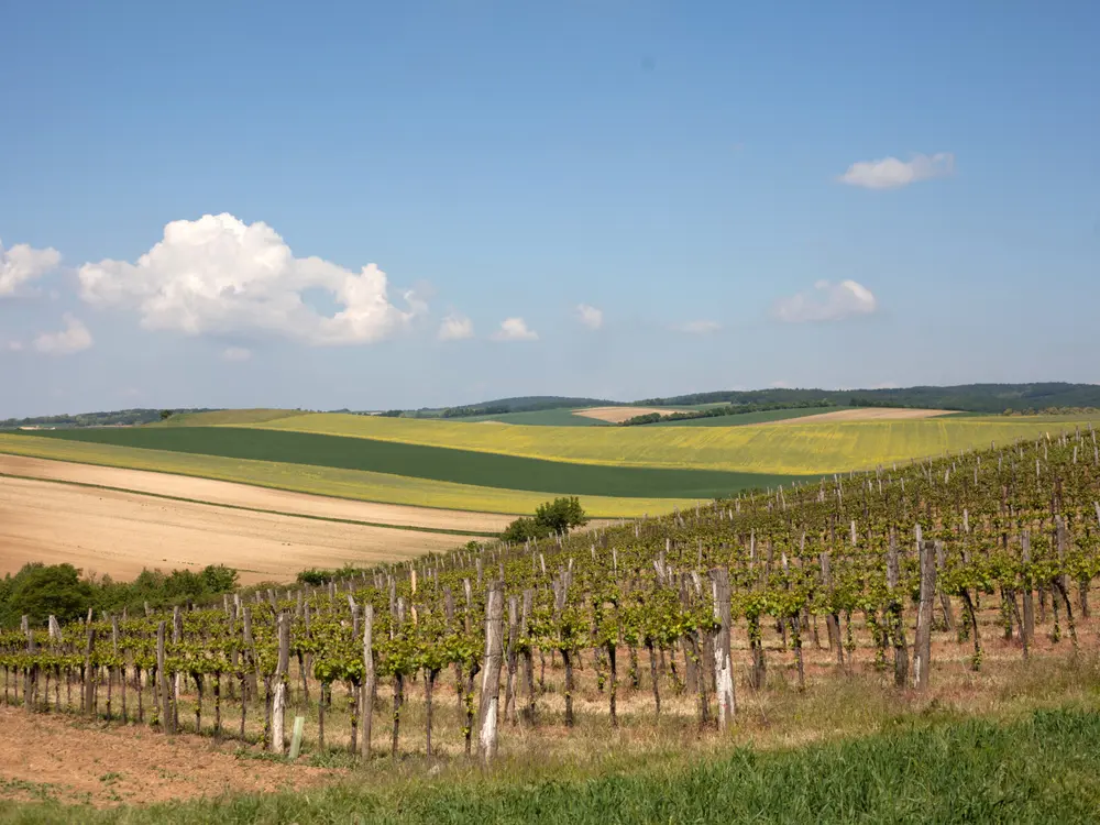 Weingärten von Weinviertel im Frühling