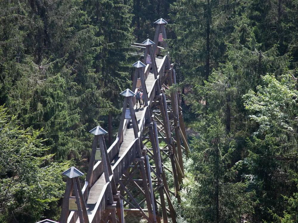 Über eine Länge von mehr als 1.000 Metern und bis zu 15 Meter über dem Waldboden erstreckt sich die beeindruckende Holzkonstruktion durch die Baumkronen des Sauwaldes