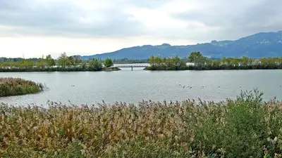 Das Naturschutzgebiet Rheindelta bei Hard