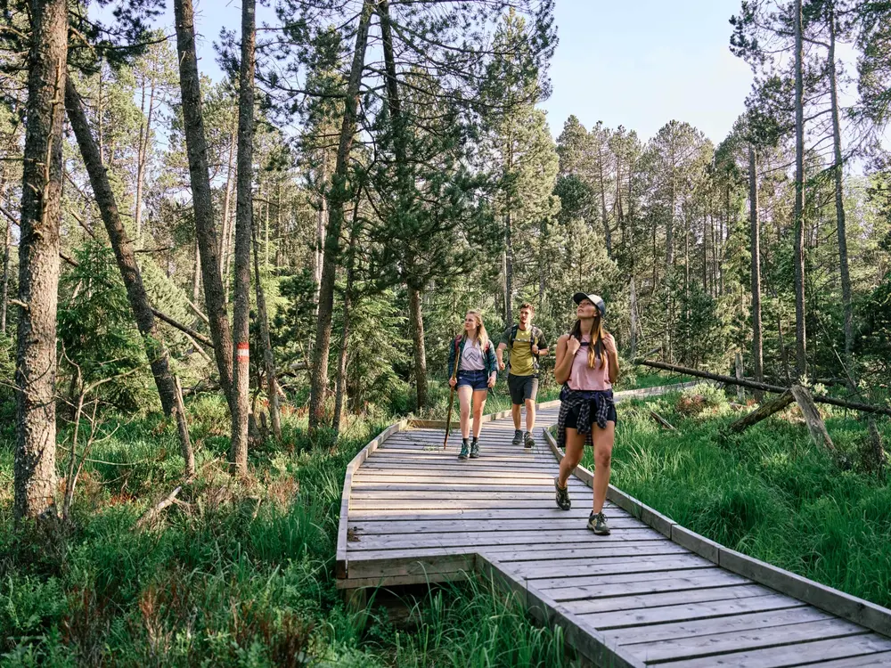 Holzsteg im Hochmoor