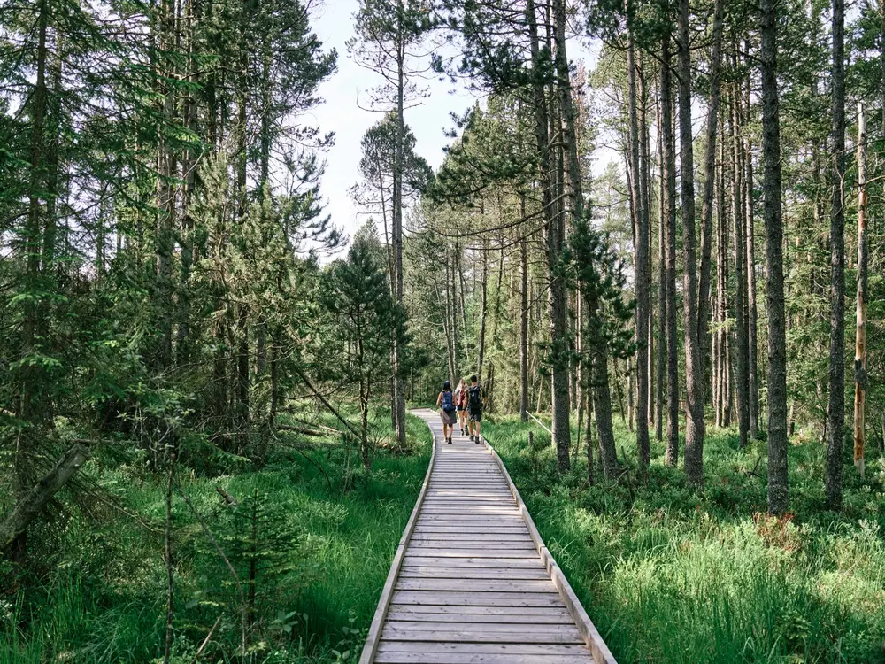 Beliebtes Ausflugsziel: Hochmoor Bayrische Au