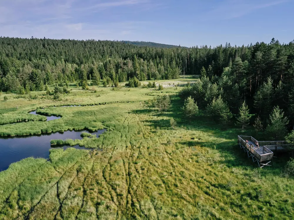 Wandern im Hochmoor Bayrische Au