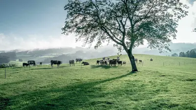 Mühlviertler Granitland