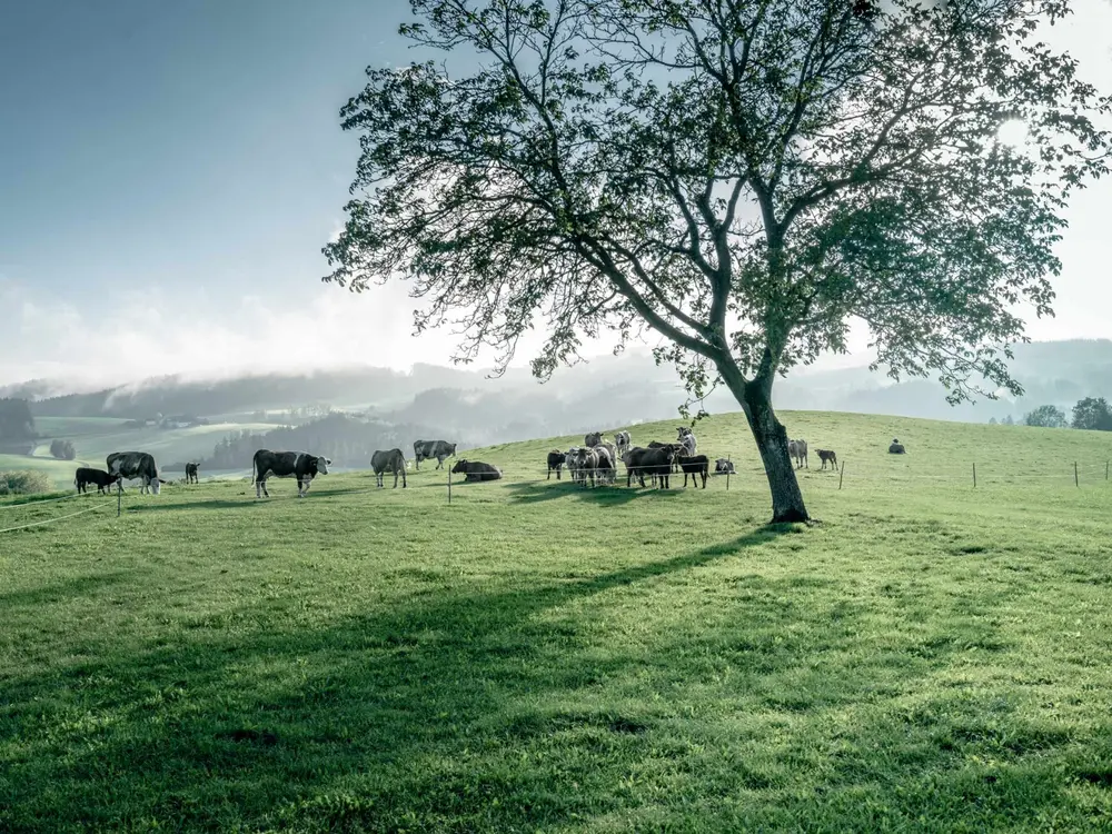Mühlviertler Granitland