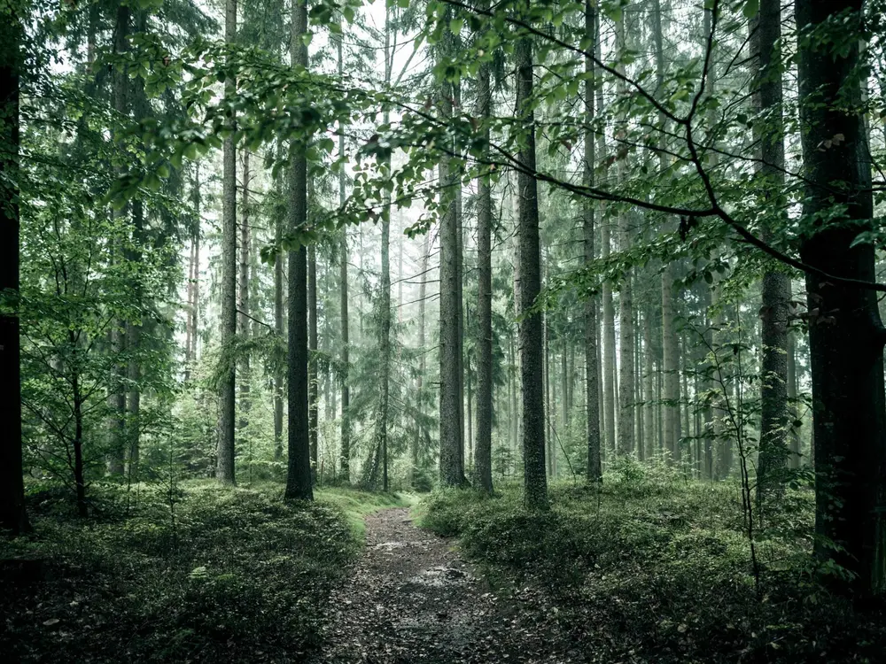 Wanderweg im Mühlviertel / Böhmerwald