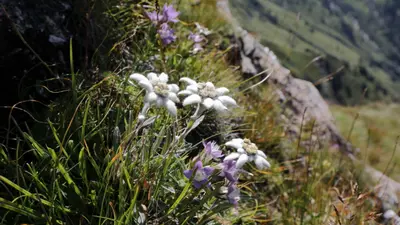 Edelweiß