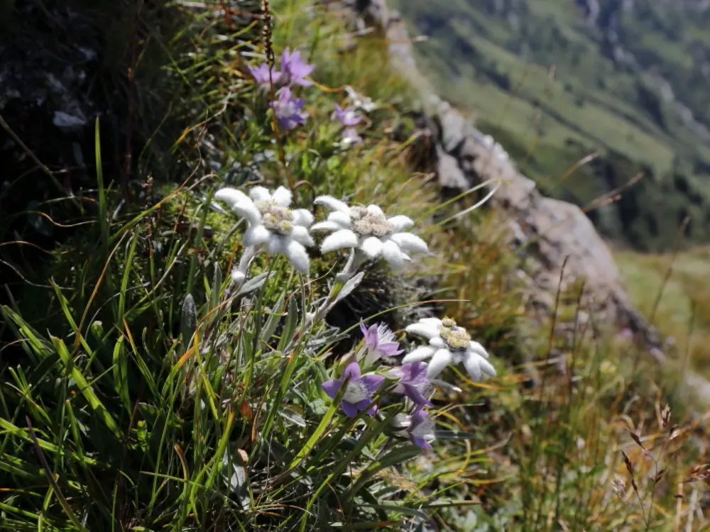 Edelweiß
