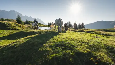 Sommerbild aus der Region Hochkönig
