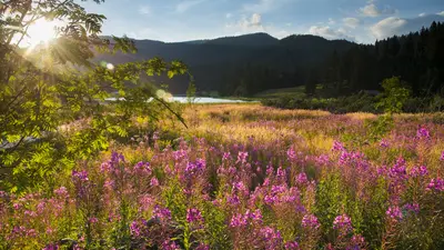 Blumenmeer am Moorlehrpfad in der Oststeiermark