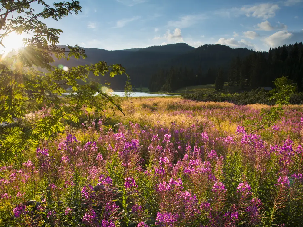 Blumenmeer am Moorlehrpfad am Teichalmsee in der Oststeiermark