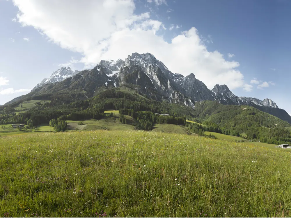Blick auf eine Almwiese vor den Leoganger Steinbergen