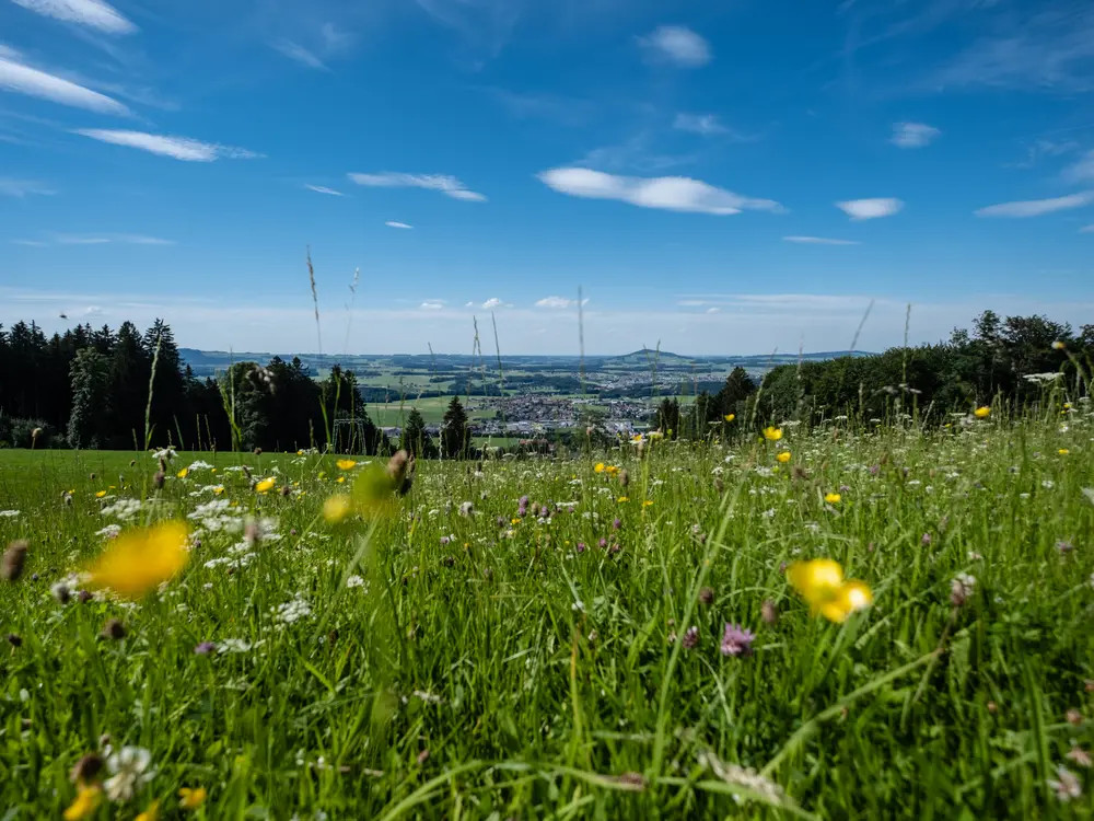 Blick vom Eugendorfer Berg