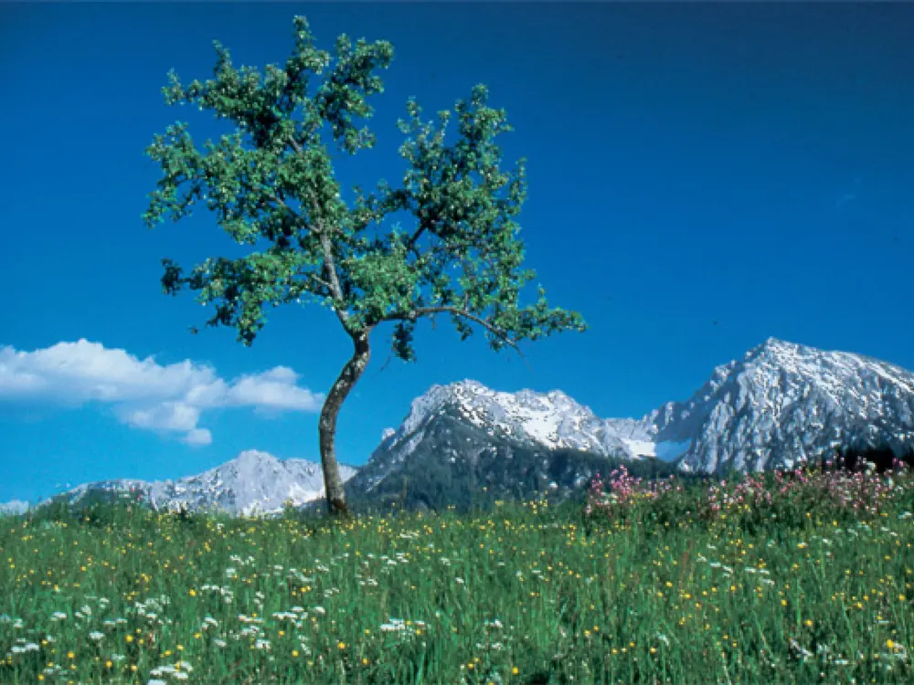 Großer und kleiner Pyhrgas