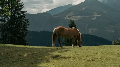 Pferd auf der Salzburger Sonnenterrasse
