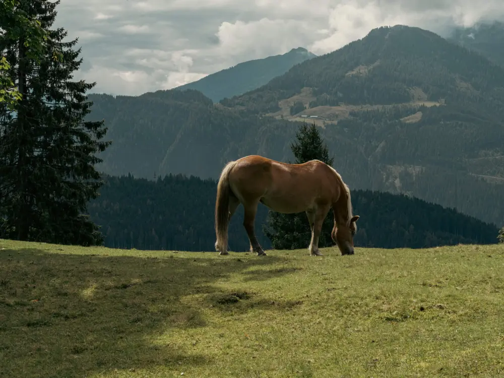 Pferd beim Weiden auf der Salzburger Sonnenterrasse