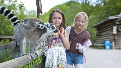 Zwei Kinder füttern einen Katta mit Baby im Raritätenzoo Ebbs
