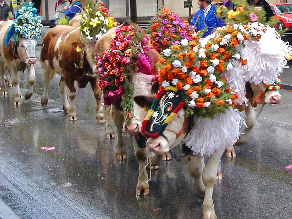 Geschmückte Kühe auf einer Straße beim Almabtrieb in Kufstein