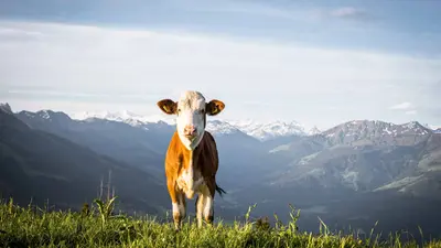 Frühling auf der Alm