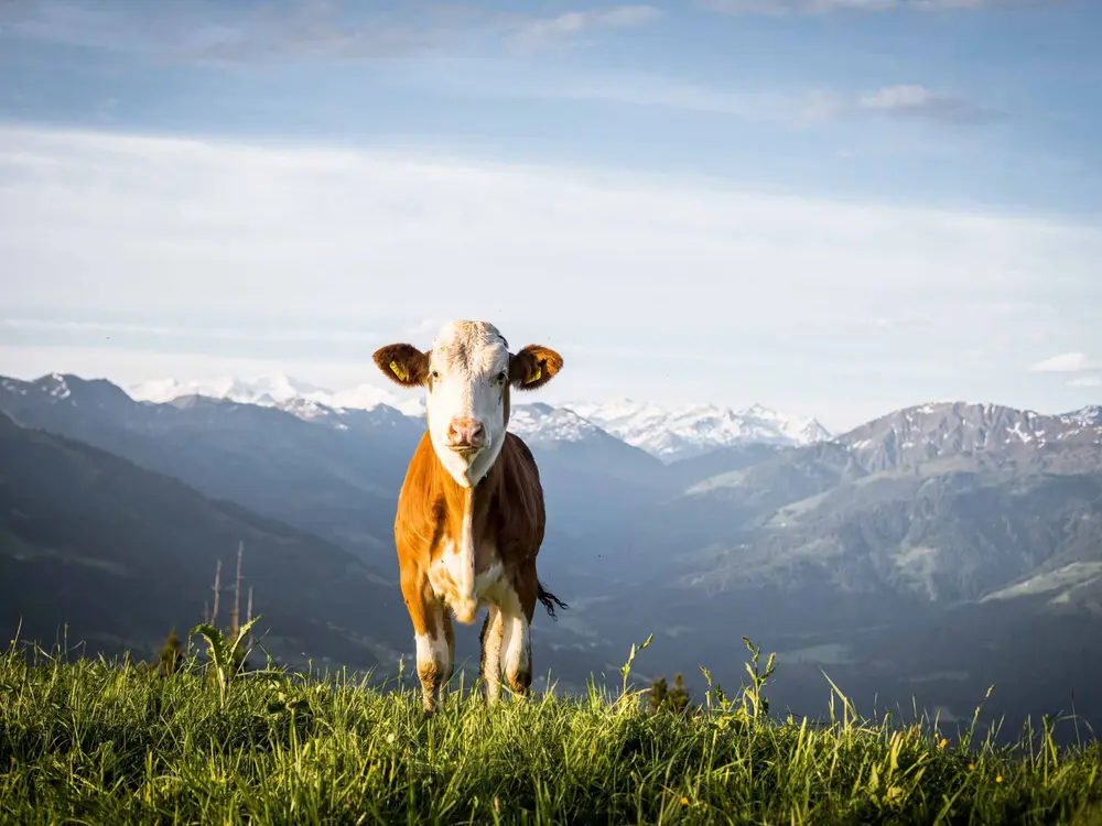 Eine fröhliche Kuh begrüßt auf der Alm