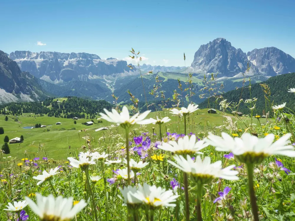 Blumige Dolomiten - Blick auf Sassolungo und Sella Gruppe