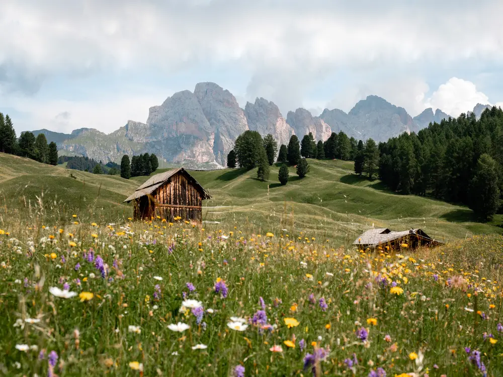 Panorama - blühende Dolomiten