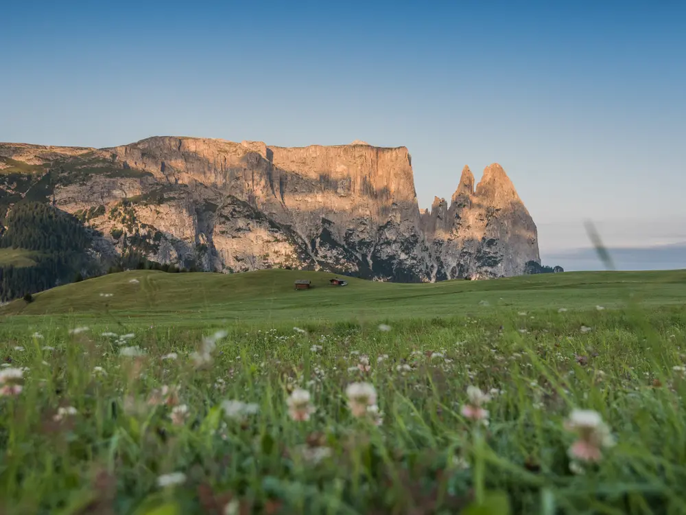 Wiese der Seiser Alm mit Bergmassiv im Hintergrund