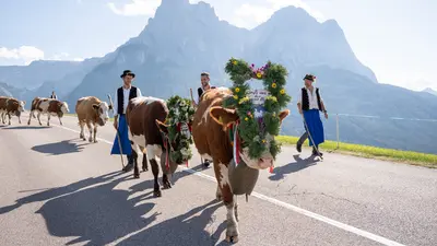 Almabtrieb in Compatsch