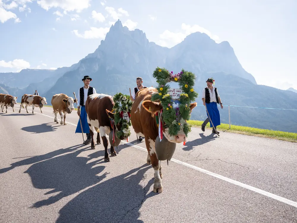 Geschmückte Kühe zum herbstlichen Almabtrieb