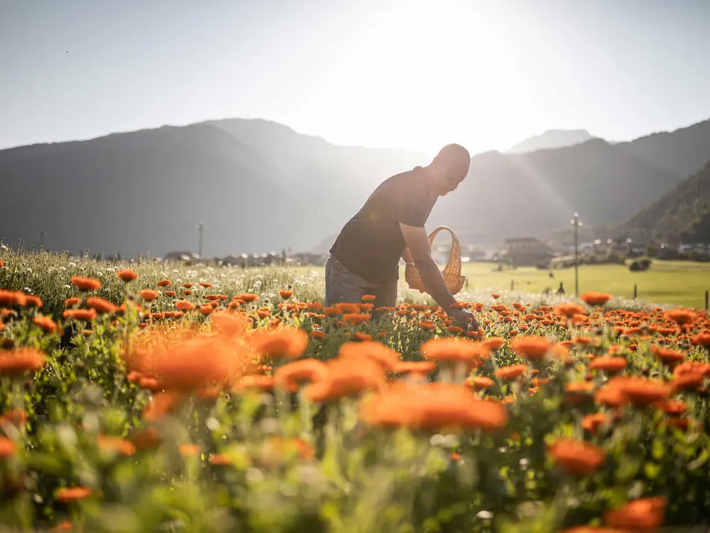 Impressionen aus dem Vinschgau