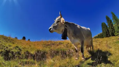 Kuh im Val di Fiemme