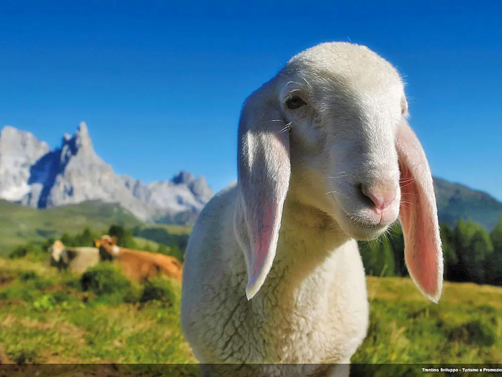 Lamm vor dem Malga Bocche