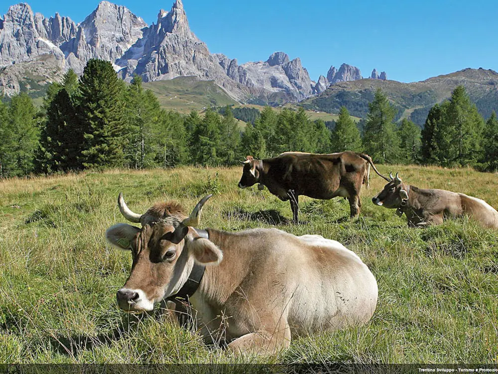 Kühe vor dem Malga Bocche im Val di Fiemme