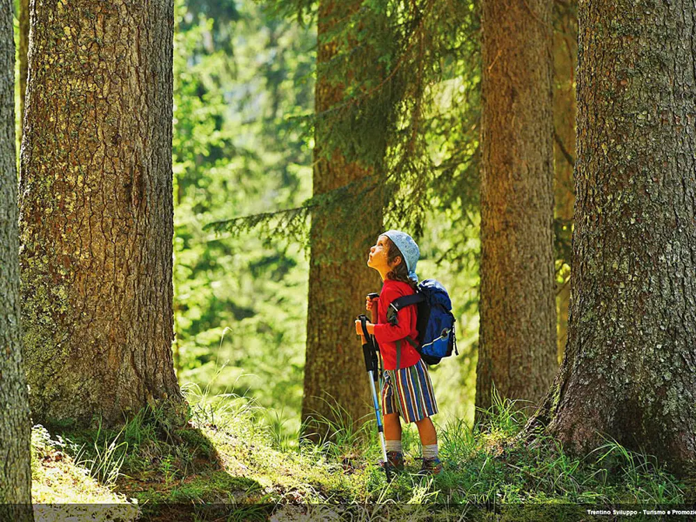 Fichtenwald im Paneveggio