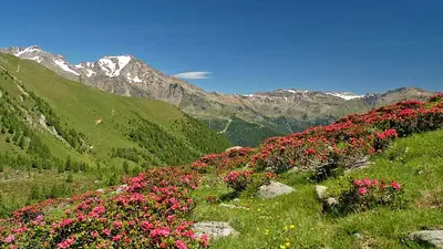 Almrosen und Berge im Naturschutzgebiet Alto-Noce
