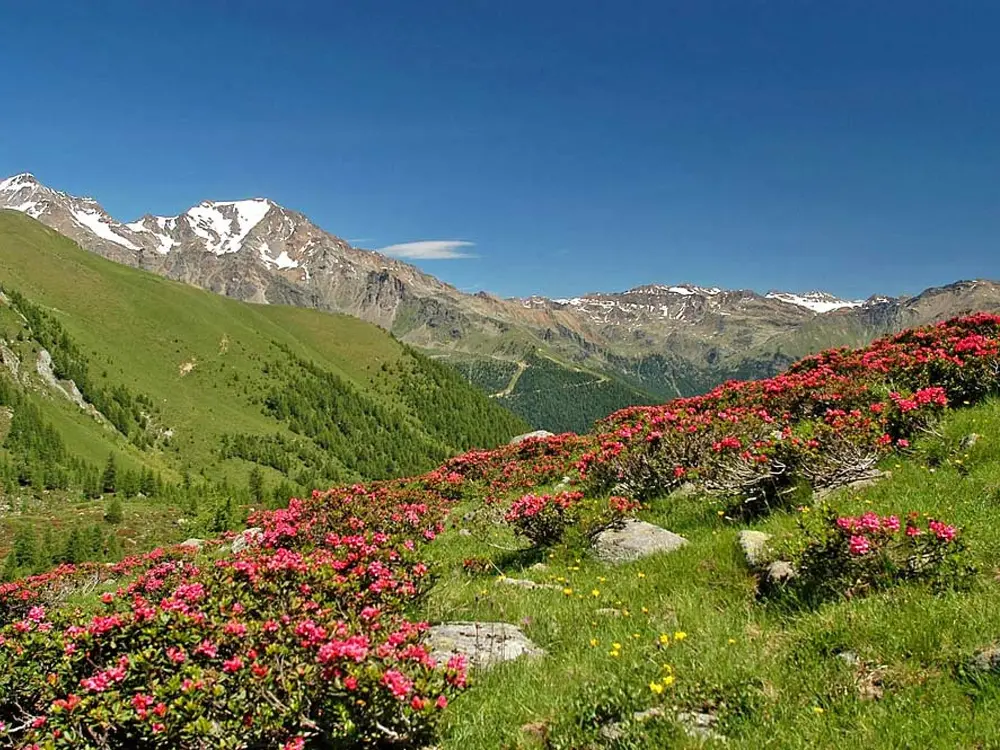 Almrosen und Berge im Naturschutzgebiet Alto-Noce
