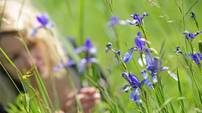 Seltene Pflanzen im Ruggeller Riet