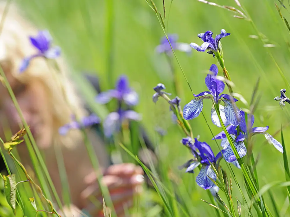 Seltene Pflanzen im Ruggeller Riet