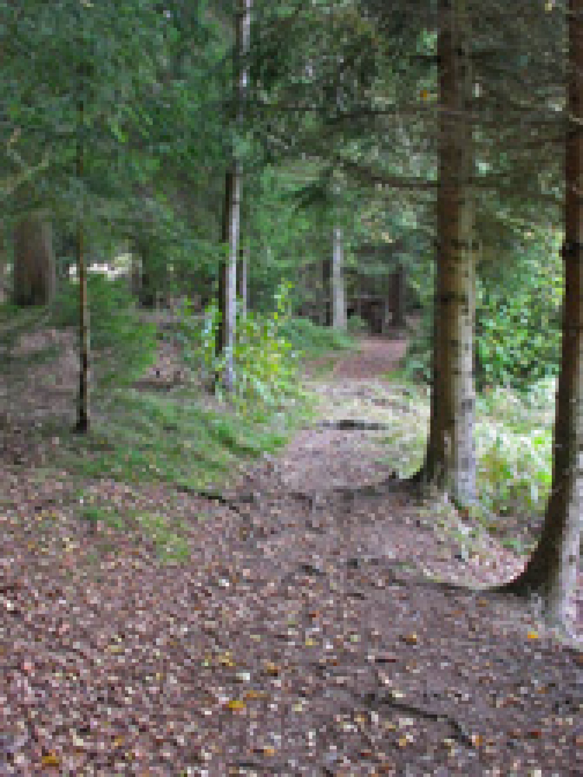 Durch die Wälder am Ochsenberg