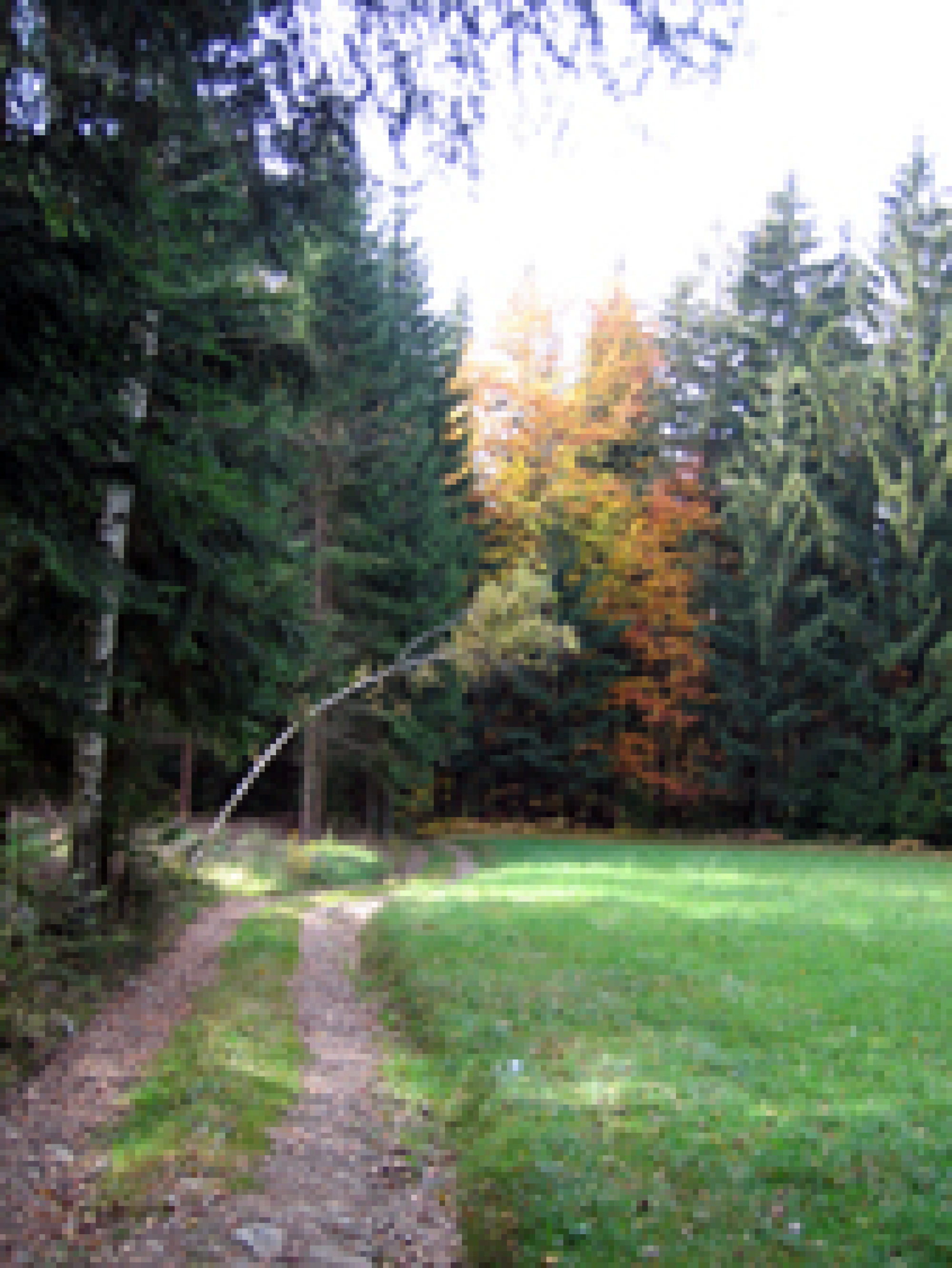 Weg beim Pfefferhaus