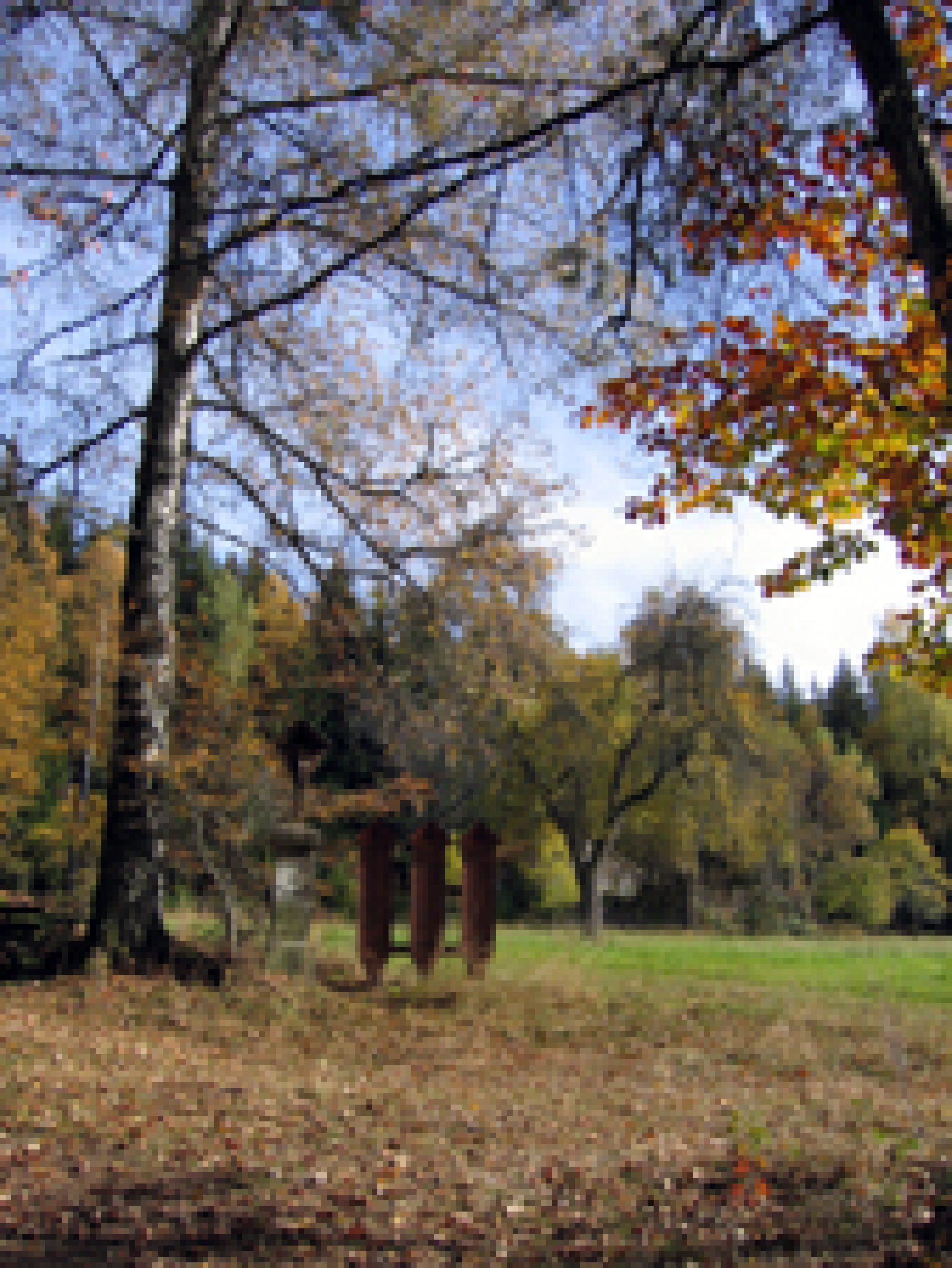 Blick auf die Lichtung beim Pfefferhaus