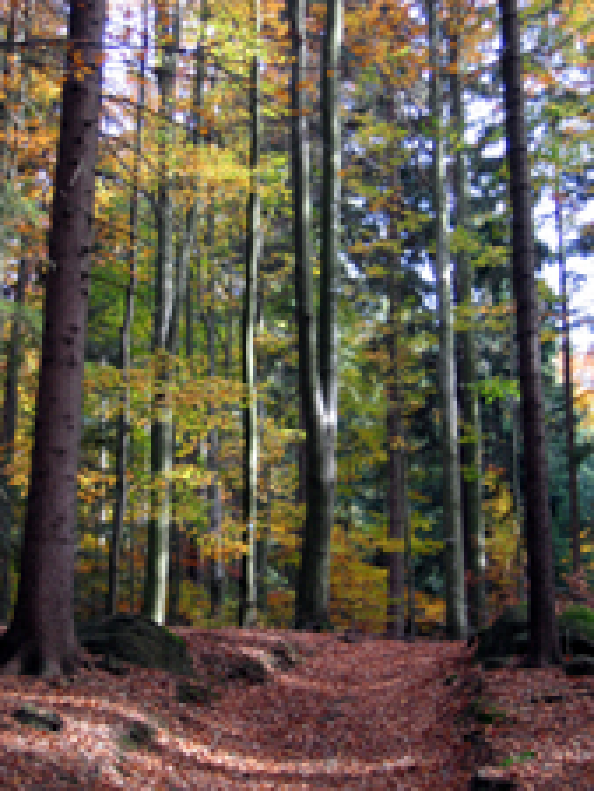 Weg den Ochsenriegel hinauf