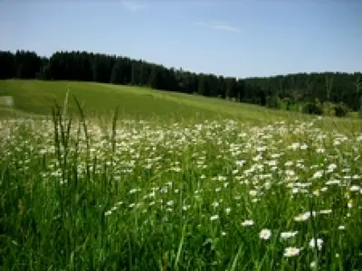 Rundwanderweg Nr. 11