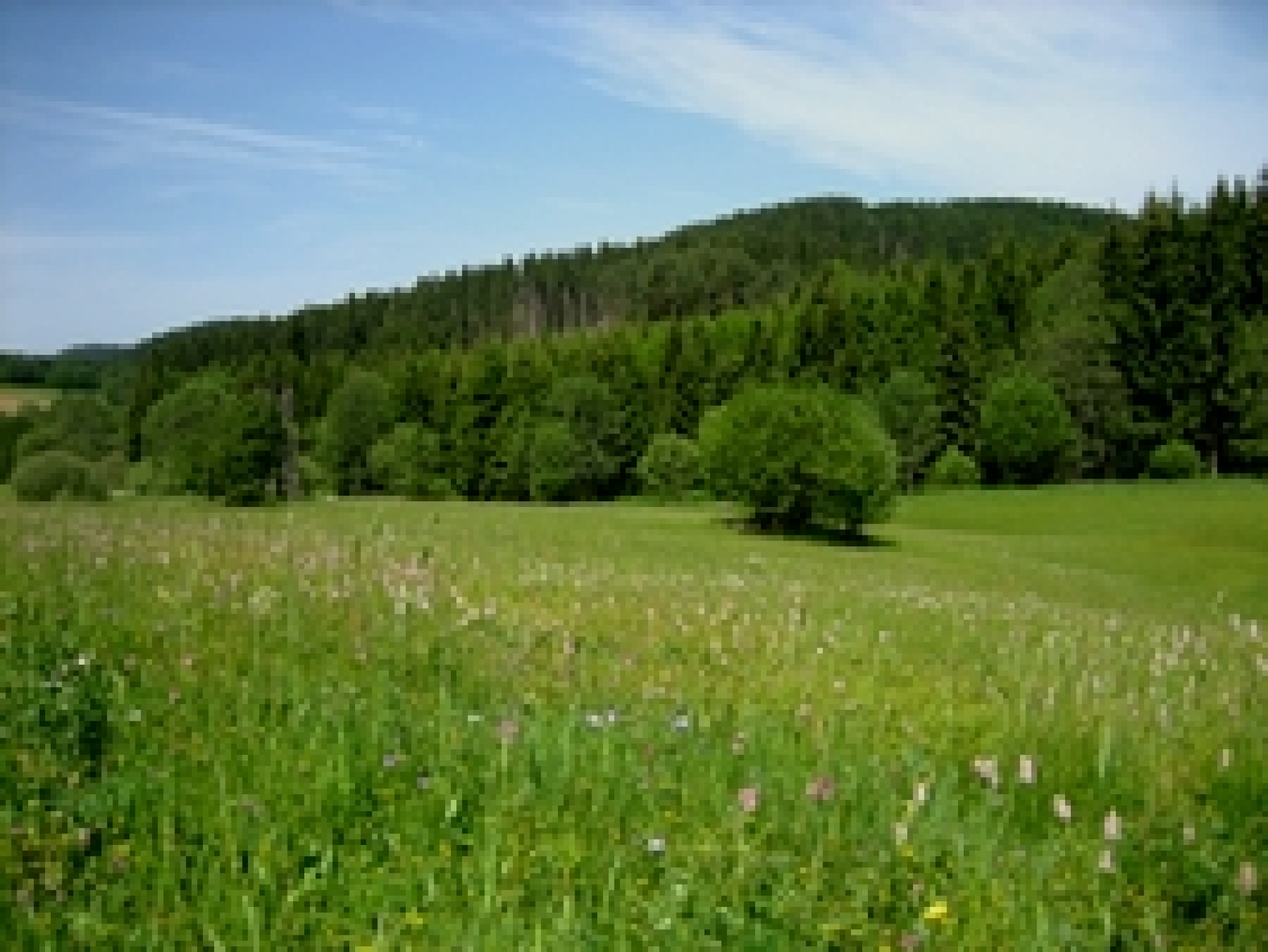 Bunte Blumenwiese